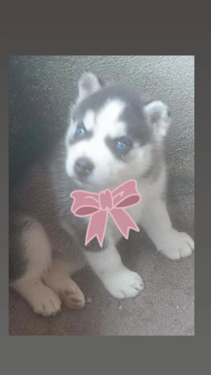 Hasky siberiano  - Foto 3