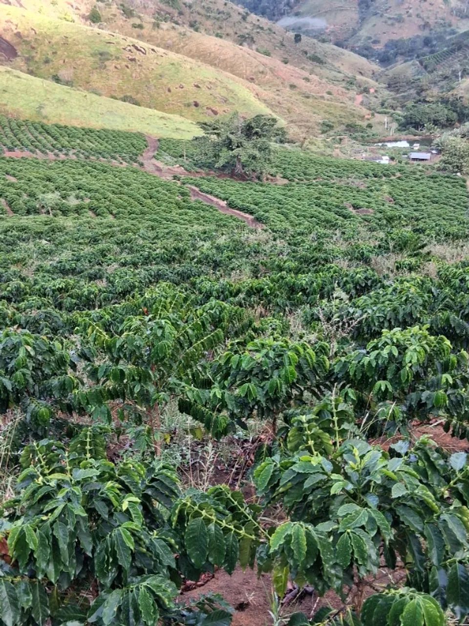 Vendo sítio de 13,87 hectares, aceito proposta