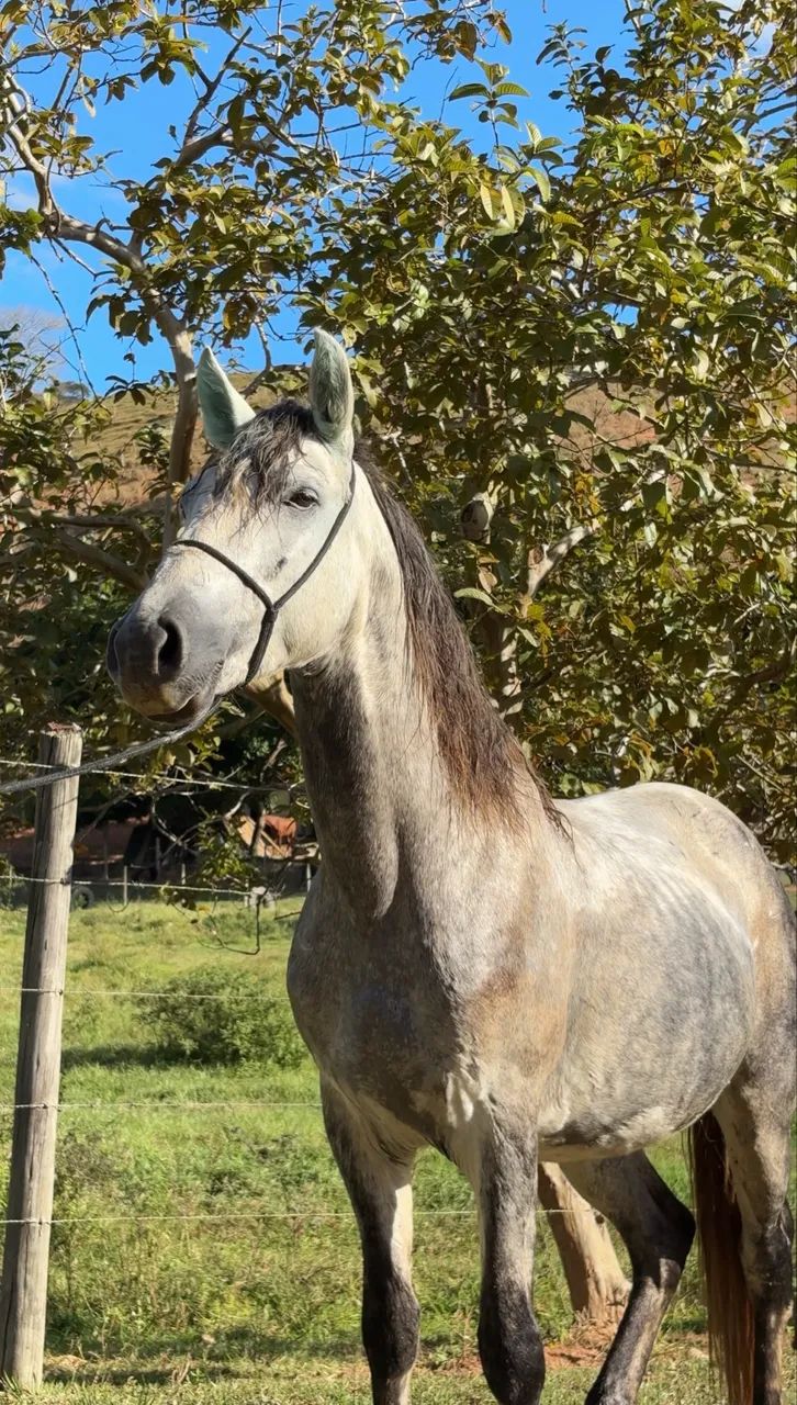 Vendo cavalo marchador batida  - Foto 2