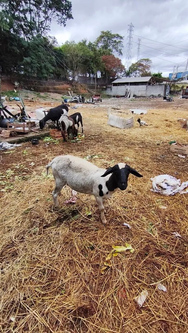Cabras e Carneiros - Foto 2
