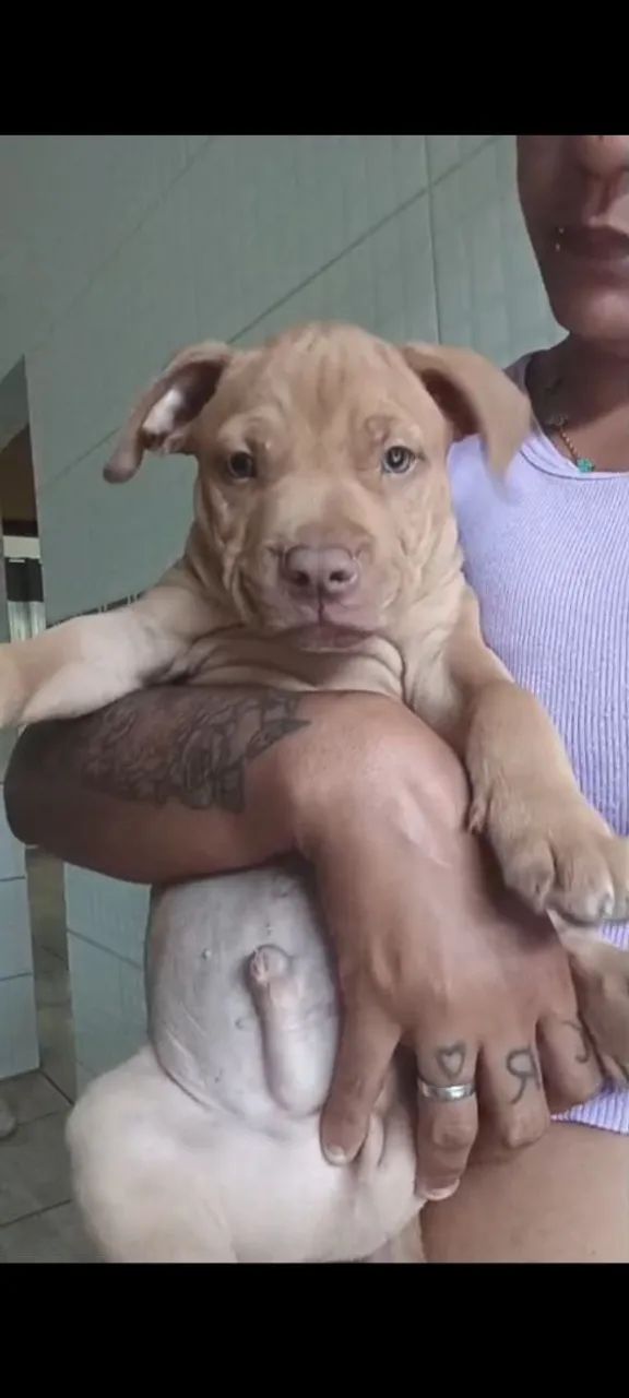 American pitmonster  - Foto 4
