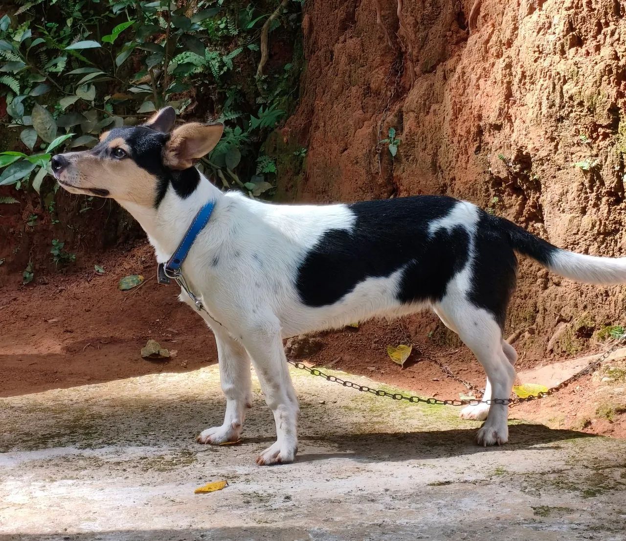 Doação - Foto 3