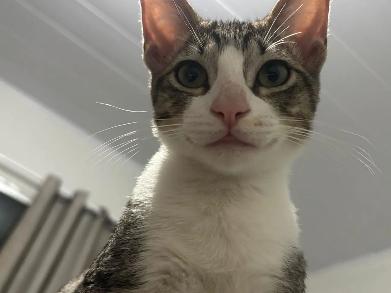 Doação de gato macho, dócil e brincalhão  - Foto 3
