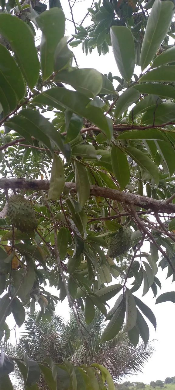 Chácara a venda! - Foto 5