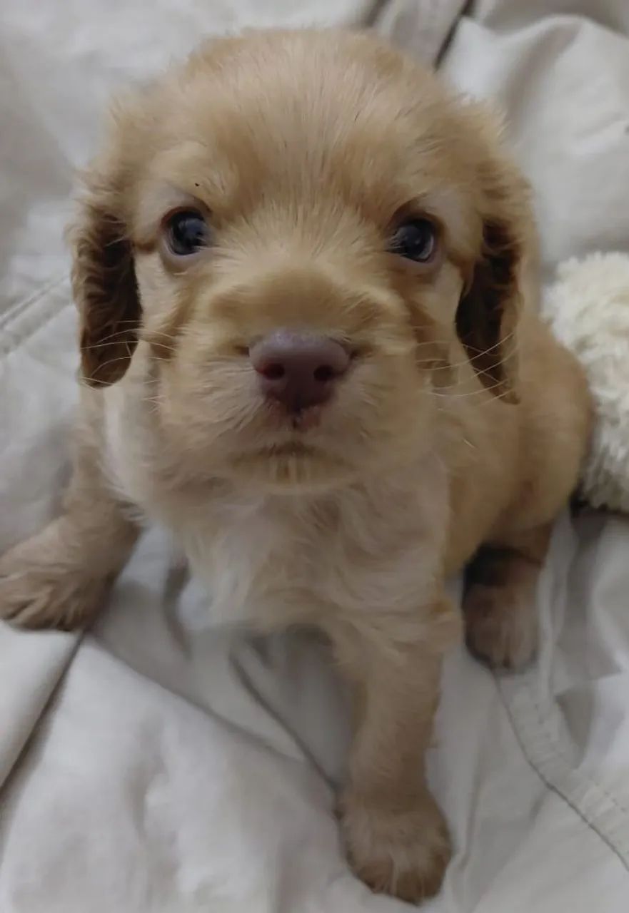 Cocker Spaniel Inglês  - Foto 3