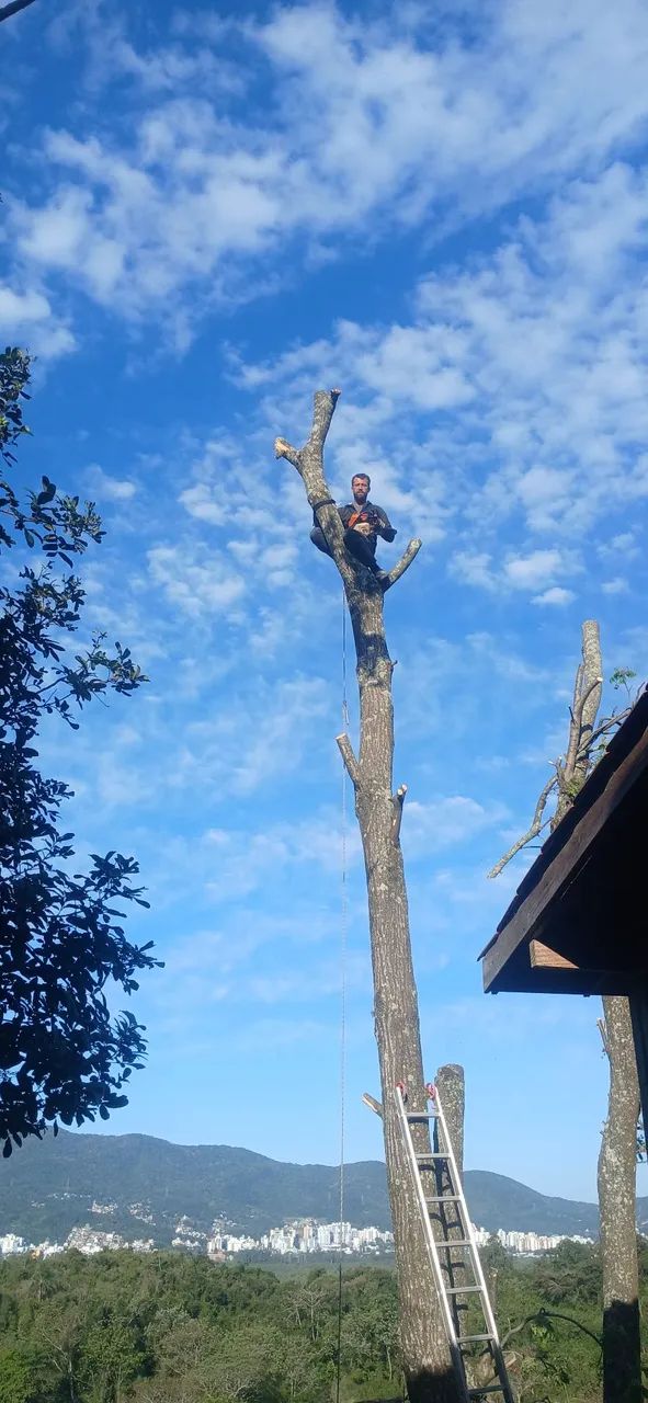 Poda de árvore  - Foto 3