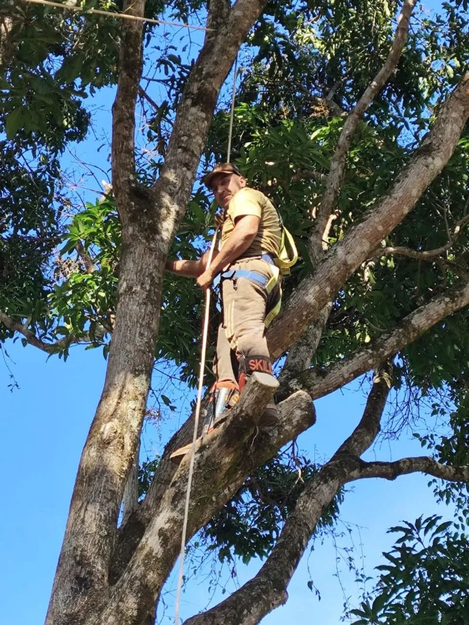 Corte e podas de Árvores  - Foto 3