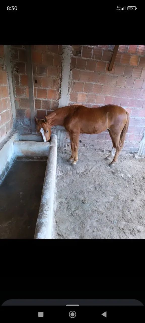 Cavalos 