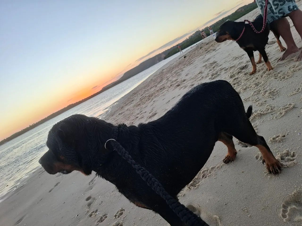 FILHOTES DE ROTTWEILER 600,00