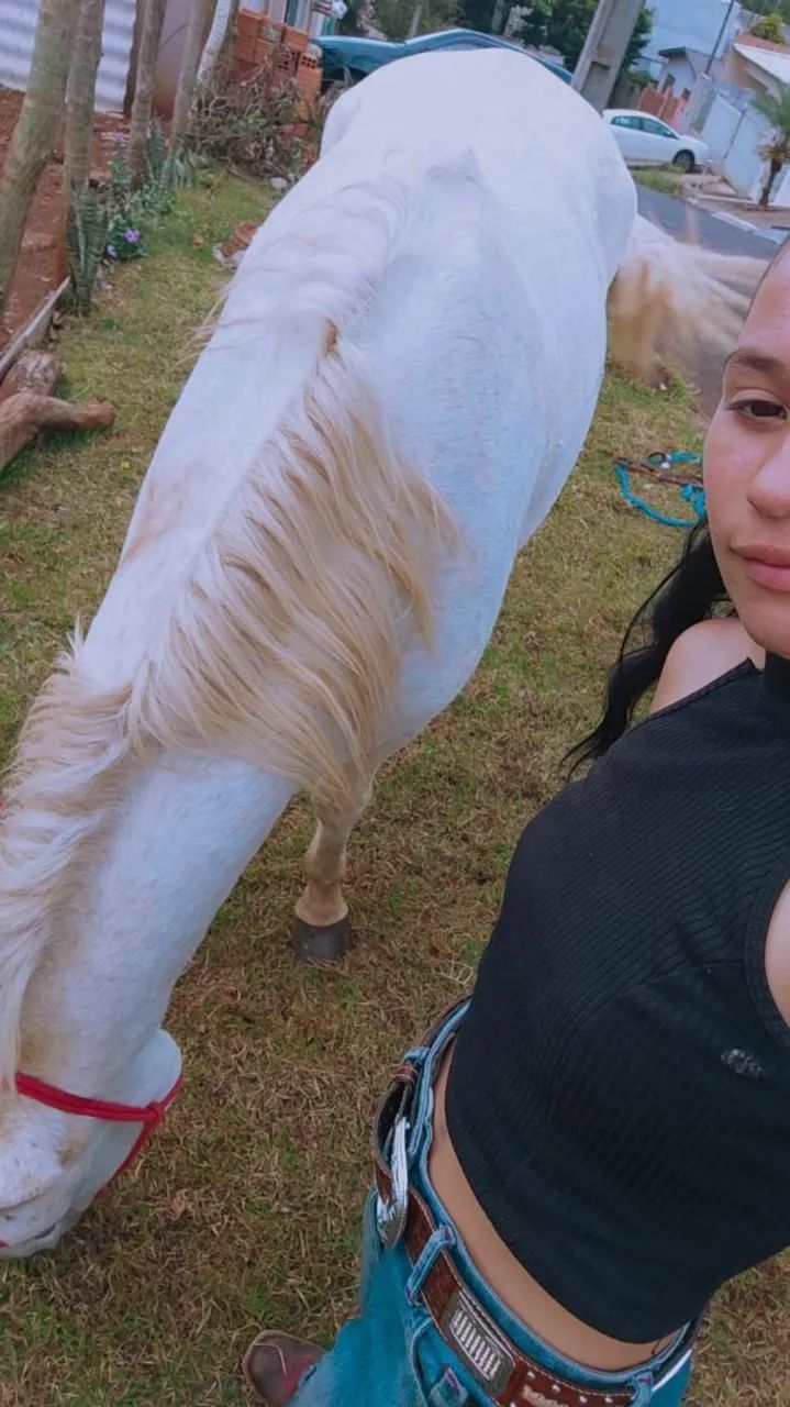 Vende-se cavalo  - Foto 4