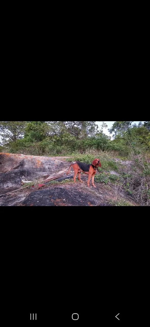 Foxhound x Pointer Ingles - Foto 3