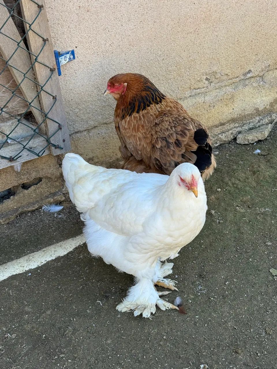 Ovos de Brahmas dúzia  - Foto 3