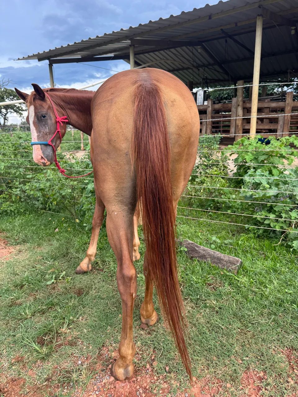 Potra Quarto de Milha PÔ - Foto 2