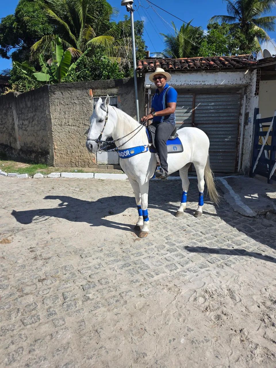 Cavalo Mangalarga  - Foto 2