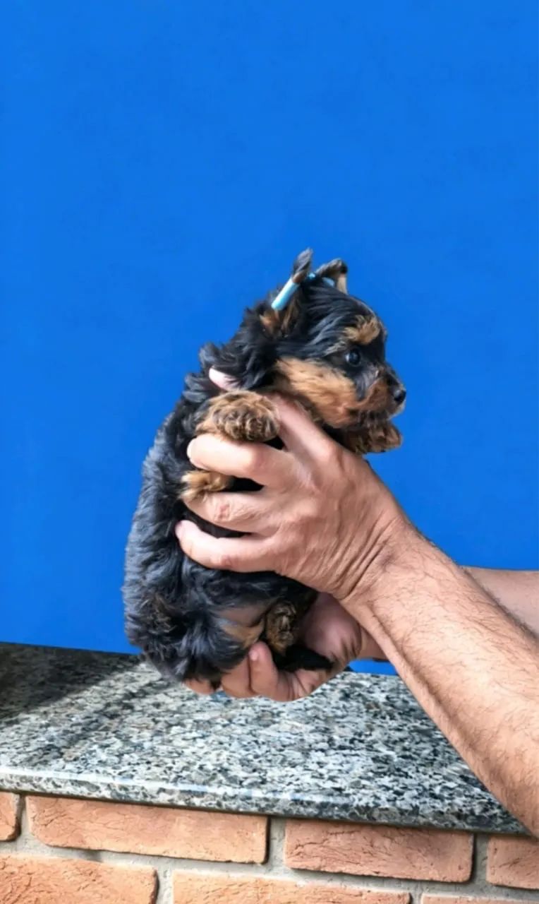 Yorkshire mini 
