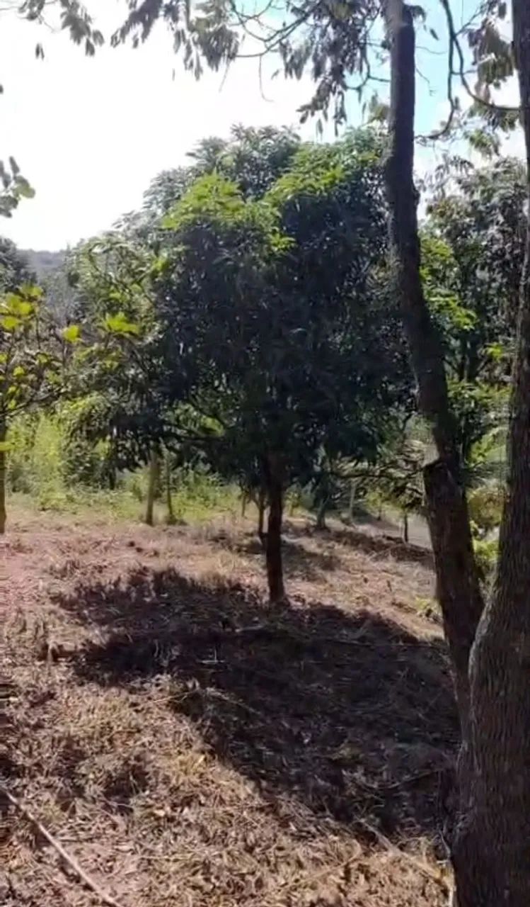Foto - Contagem - Amazonas