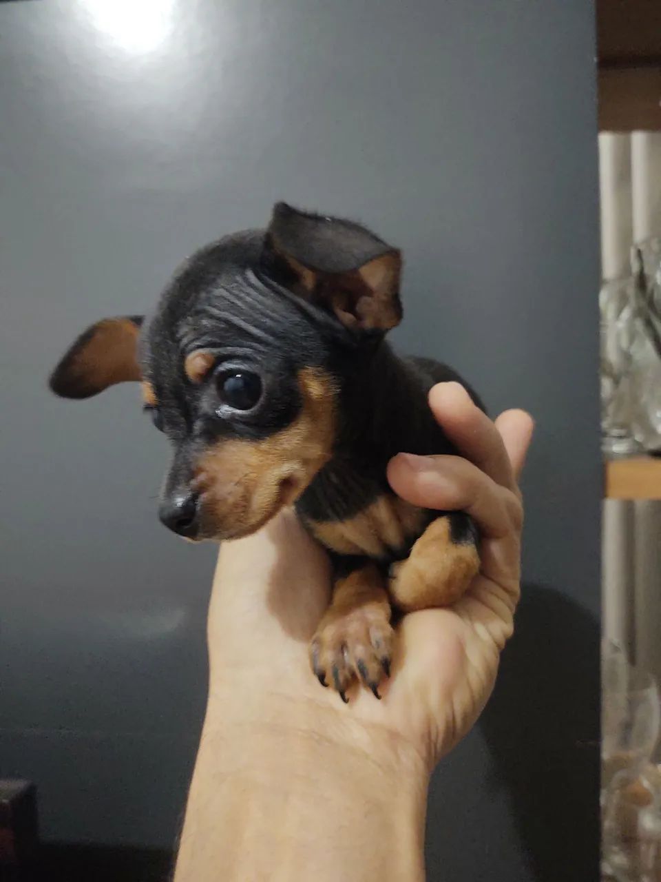 Pinscher  - Foto 4