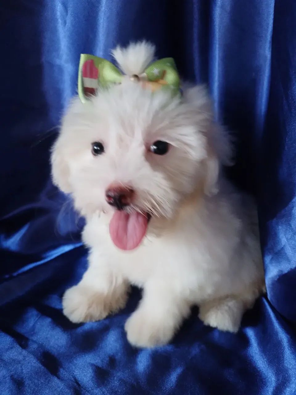 Maltês vacina importada, pedigree  - Foto 3