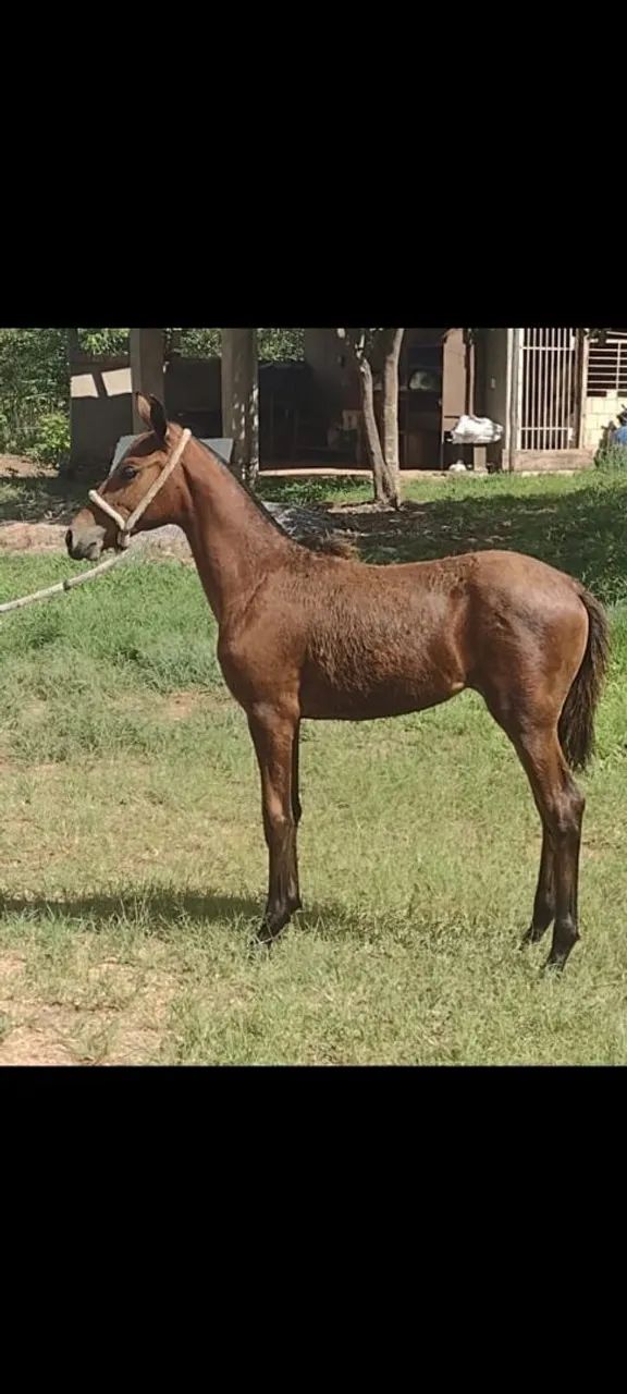 Potra mangalarga marchado - Foto 3