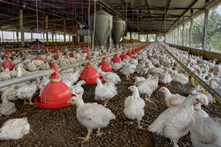 vaga para granja avicultura