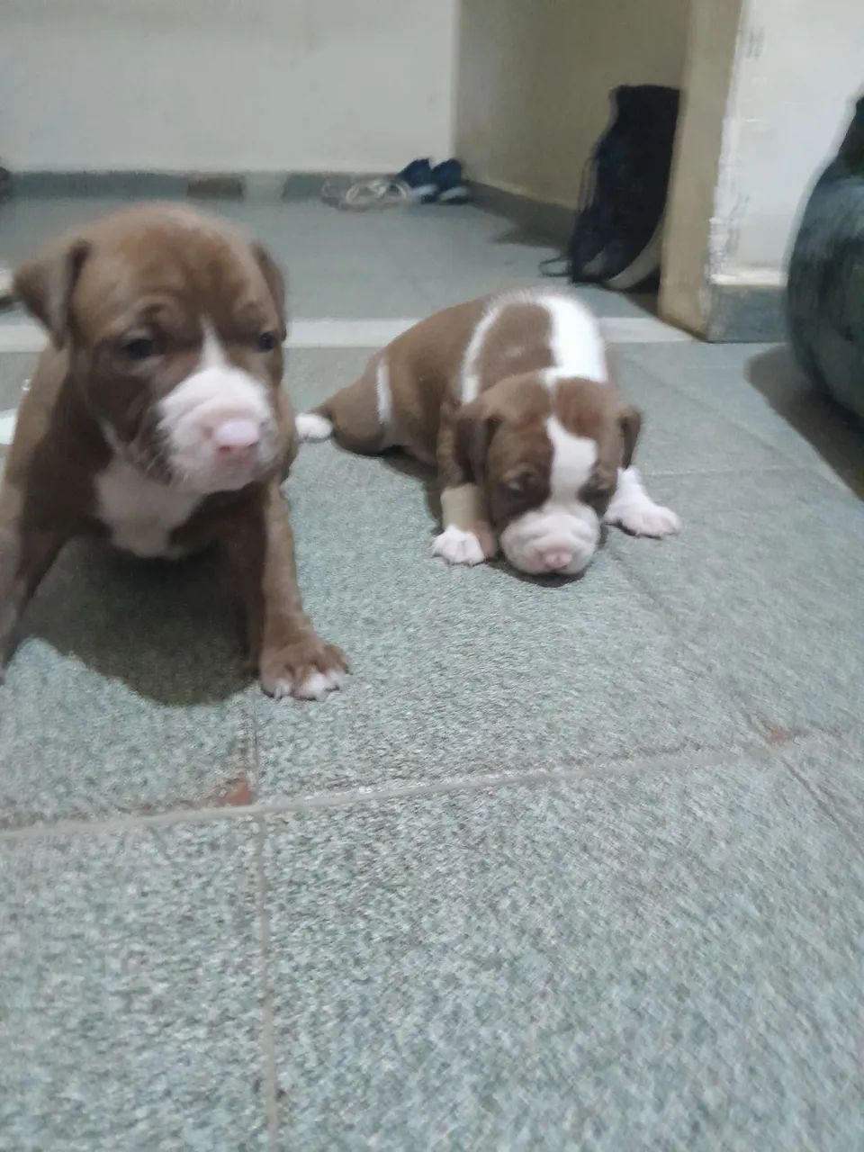 Filhotes de pitbull  - Foto 2
