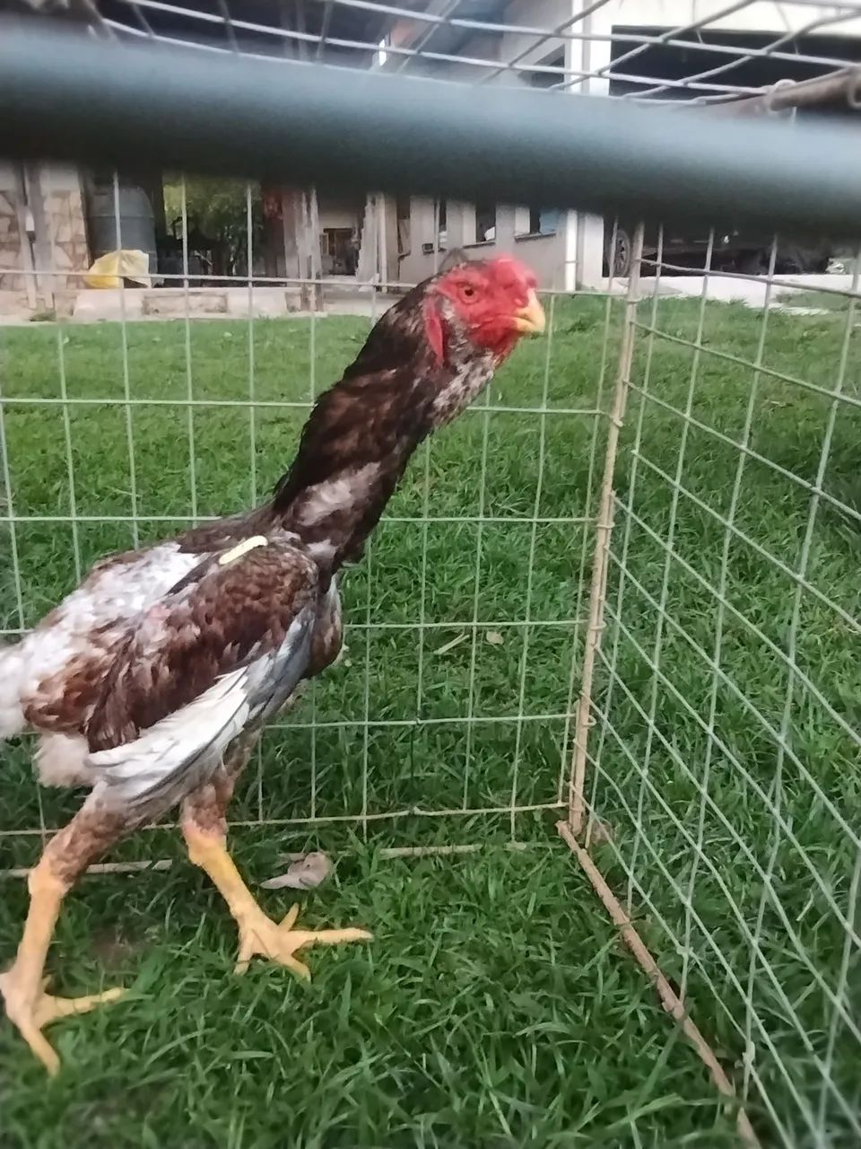  Casal de frango Calcuta  - Foto 5