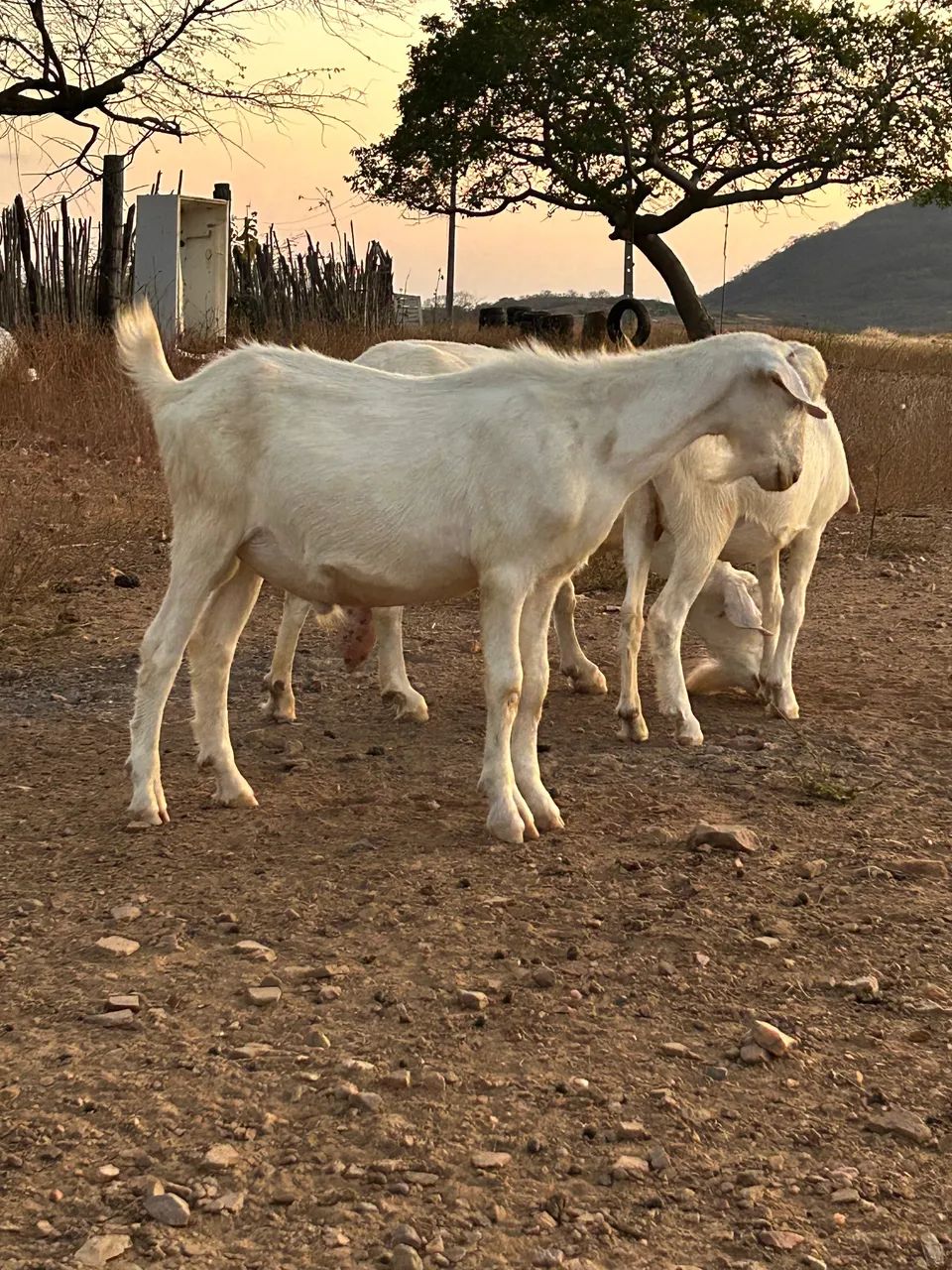 Cabrito Saanen