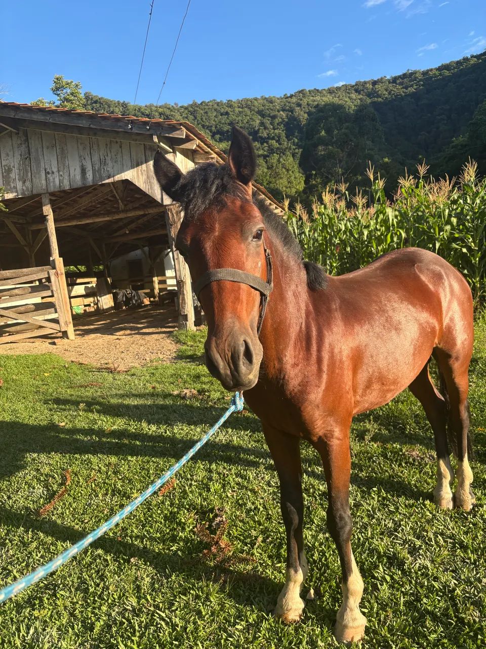 Vendo cavalo crioulo