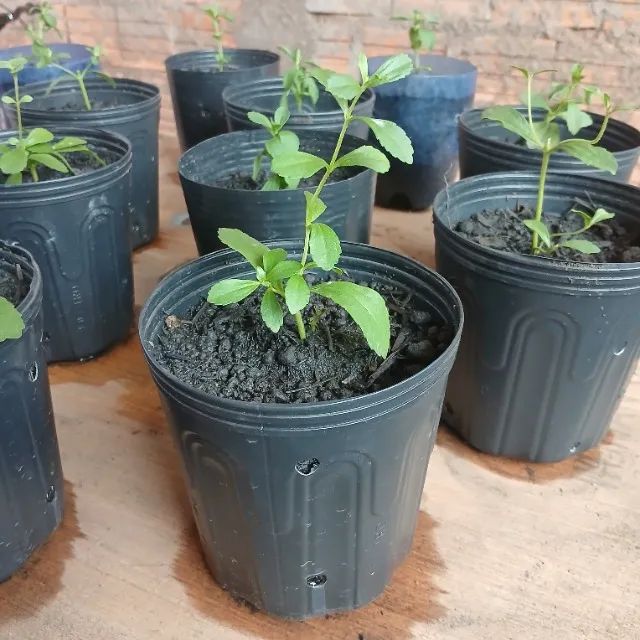 Mudas de Stevia (Adoçante Natural) - Foto 2