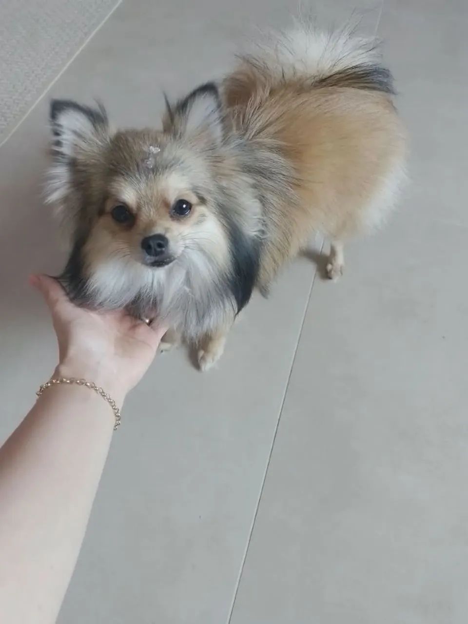 Spitz alemão   - Foto 4