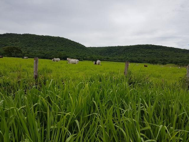 Fazenda de 34385 hectares em MT - Foto 8