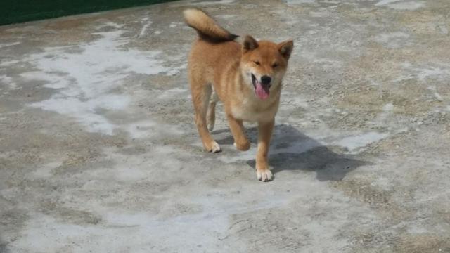 Vendo excelentes filhotes de shiba inu