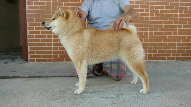 Vendo excelentes filhotes de shiba inu - Foto 3
