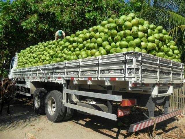 Venda de coco verde e coco seco - Foto 5