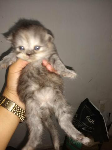 Olha aí que fofura gatos raça persa com 20 dias vamos reserva logo o seu - Foto 4