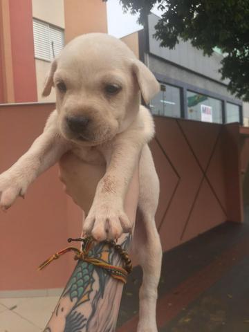 Labradores bbs