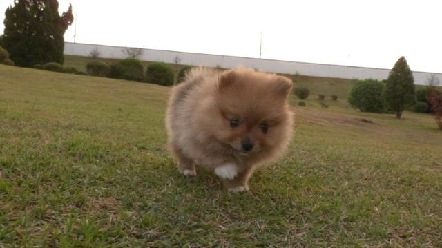 Spitz Alemão Lulu da Pomerânia lindas cores - Foto 5
