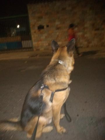 Meu pastor alemão - Foto 5