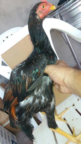 Frango - Foto 2