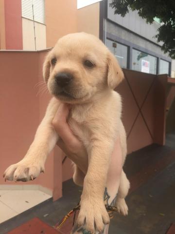 Labradores femeas e machos