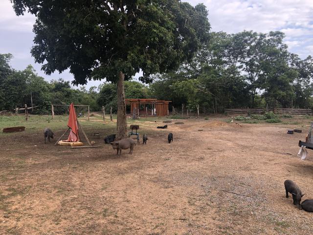 300 Alqueires em Natividade TO - Foto 5