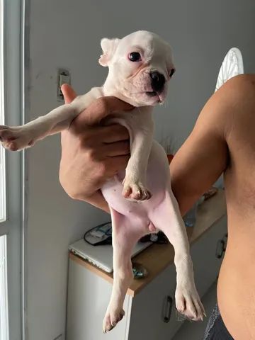 Buldogue francês fêmea 60 dias  - Foto 3