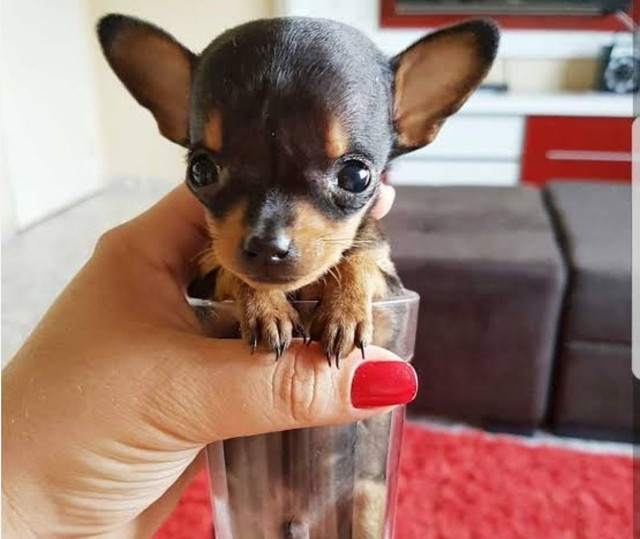 Winner — Black Boy of the Miniature Pinscher Breed
