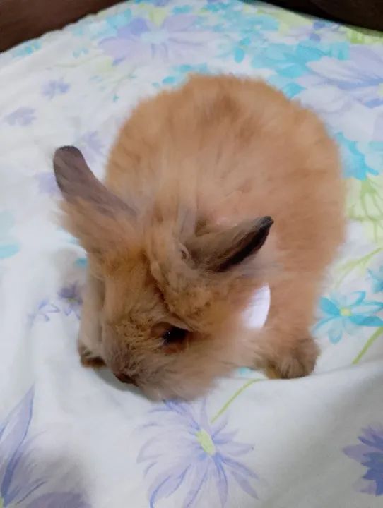 Coelha fofinho mini Lion  - Foto 3