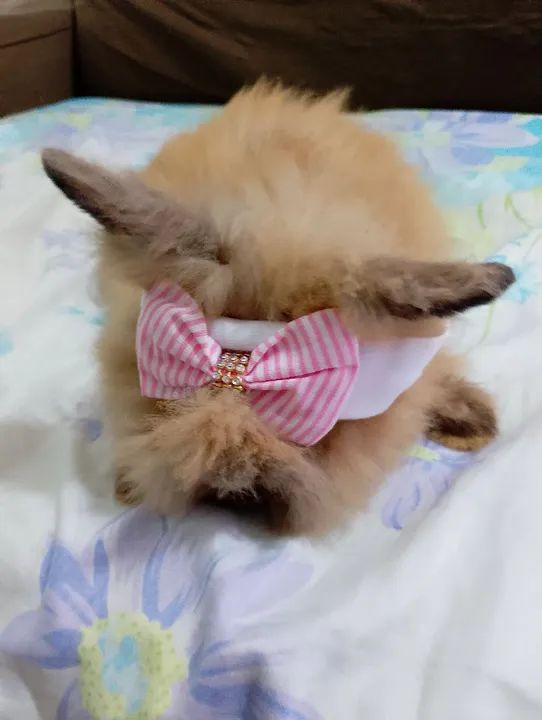 Coelha fofinho mini Lion 