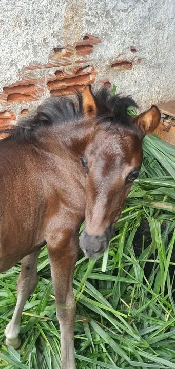 Cavalo Mangalarga Marchador - Foto 5