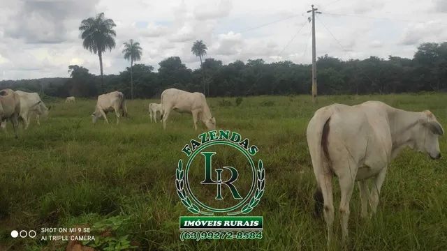 Fazenda 29 Alqueires Região Aparecida Rio Negro - Foto 5