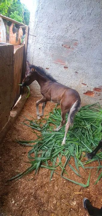 Cavalo Mangalarga Marchador - Foto 4