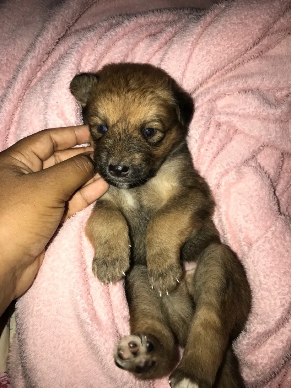 Filhote de cachorro fofo e adorável!