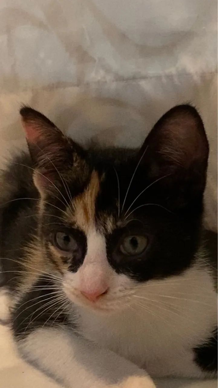 Gatinha Tricolor filhote para Adoção responsável  - Foto 3